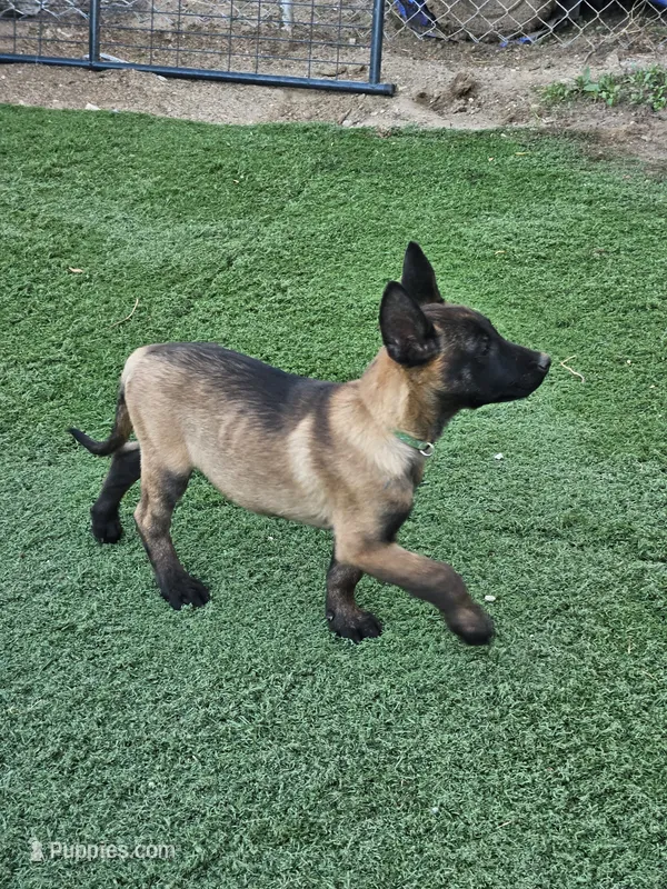Green mali – Belgian Malinois puppy for sale in Wrightwood, CA