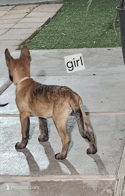 Pink – Belgian Malinois puppy for sale in Wrightwood, CA