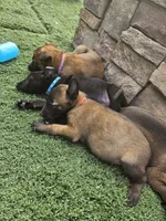 Blue, a male Belgian Malinois for sale in Wrightwood, CA – 3 of 3