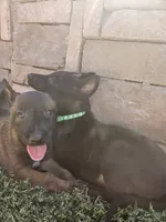 Purple mali, a female Belgian Malinois for sale in Wrightwood, CA – 2 of 3
