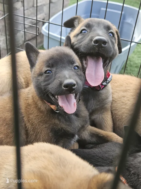 Mali orange – Belgian Malinois puppy for sale in Wrightwood, CA