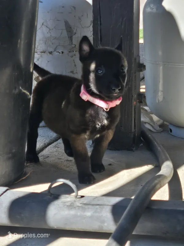 Pink Mali – Belgian Malinois puppy for sale in Wrightwood, CA