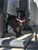 Pink Mali, a female Belgian Malinois for sale in Wrightwood, CA – 1 of 1