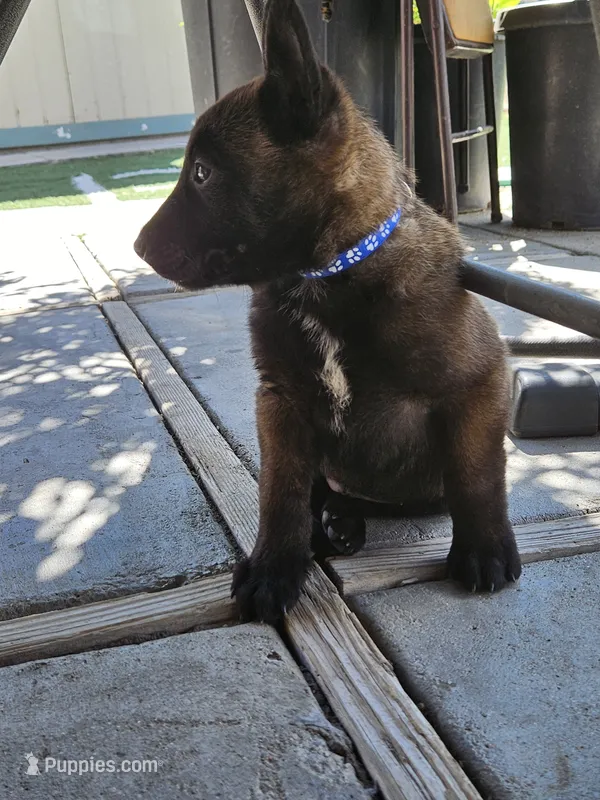 Blue mali – Belgian Malinois puppy for sale in Wrightwood, CA