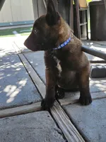 Blue mali, a male Belgian Malinois for sale in Wrightwood, CA – 1 of 1