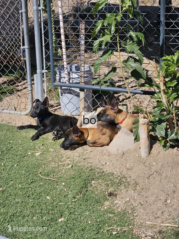 Mali red – Belgian Malinois puppy for sale in Wrightwood, CA
