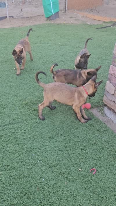 Pink Mali, a female Belgian Malinois for sale in Wrightwood, CA – 2 of 4