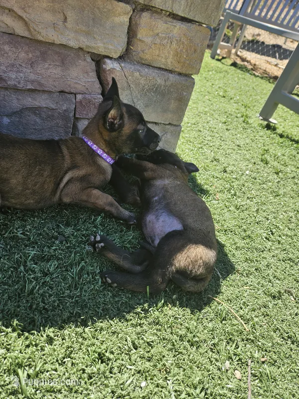 Purple mali – Belgian Malinois puppy for sale in Wrightwood, CA