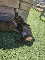 Purple mali, a female Belgian Malinois for sale in Wrightwood, CA – 3 of 3