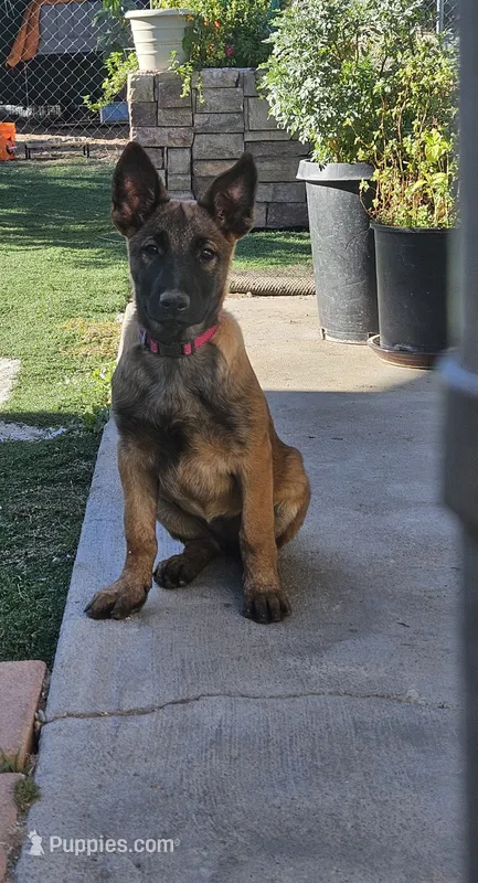 Pink Mali, a female Belgian Malinois for sale in Wrightwood, CA – 1 of 4