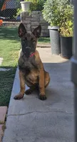 Pink Mali, a female Belgian Malinois for sale in Wrightwood, CA – 1 of 4