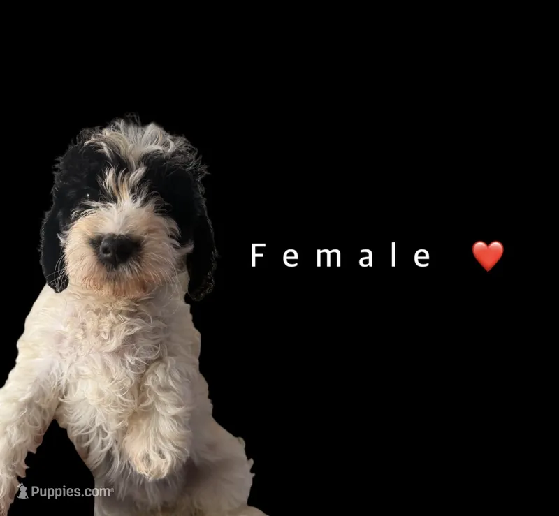 Ahoy  – Goldendoodle puppy for sale in Kendall, FL