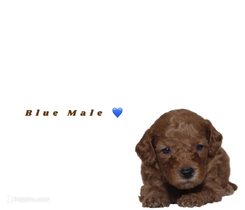 Blue  – Miniature Goldendoodle puppy for sale in Kendall, FL
