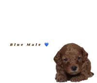 Blue , a male Miniature Goldendoodle for sale in Kendall, FL – 1 of 1