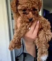 Twix , a male Poodle - Toy  for sale in Kendall, FL – 1 of 1