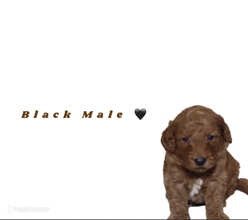 Black male  – Miniature Goldendoodle puppy for sale in Kendall, FL