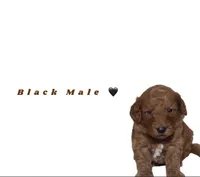 Black male , a male Miniature Goldendoodle for sale in Kendall, FL – 1 of 1