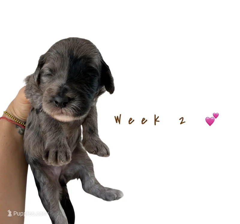 Mochi  – Goldendoodle puppy for sale in Kendall, FL