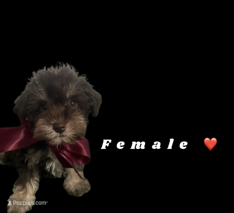 KitKat  – Miniature Schnauzer puppy for sale in Kendall, FL