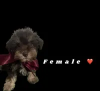 KitKat , a female Miniature Schnauzer for sale in Kendall, FL – 1 of 1