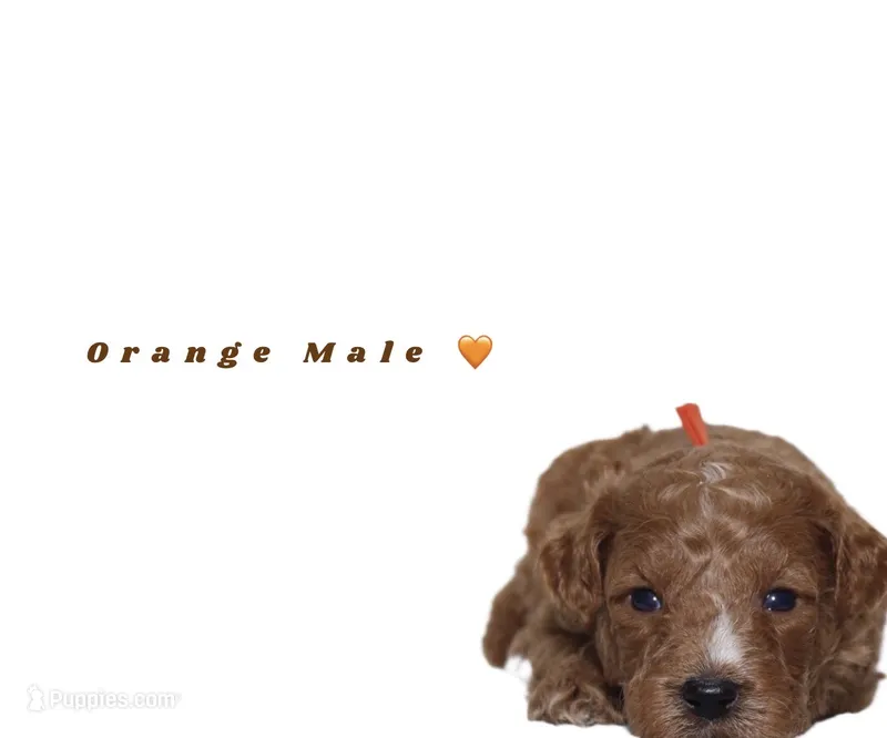 Orange  – Miniature Goldendoodle puppy for sale in Kendall, FL