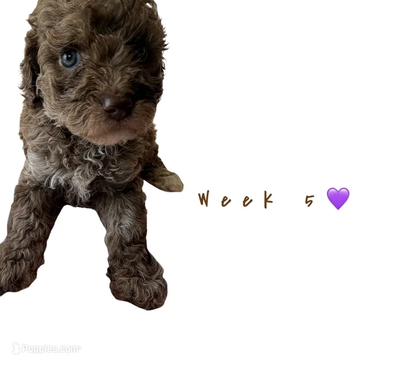 Trixie  – Goldendoodle puppy for sale in Kendall, FL