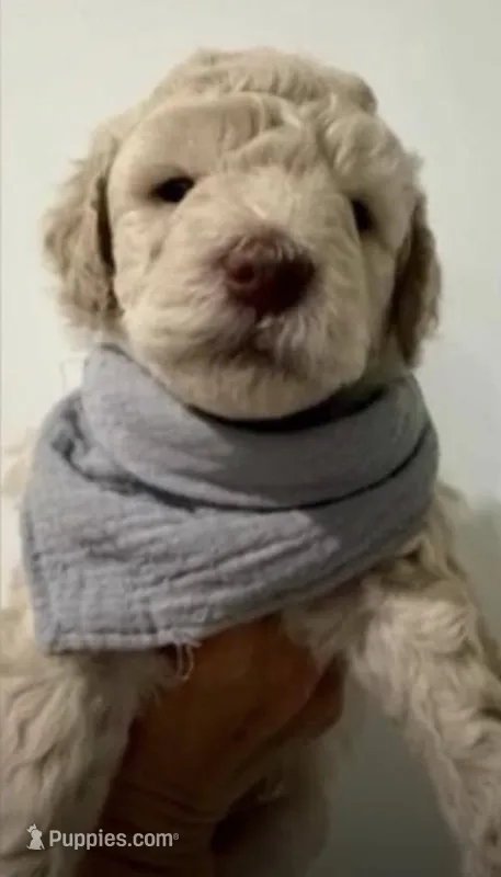 Coconut  – Goldendoodle puppy for sale in Kendall, FL