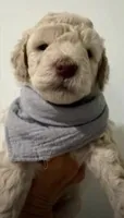 Coconut , a male Goldendoodle for sale in Kendall, FL – 1 of 1