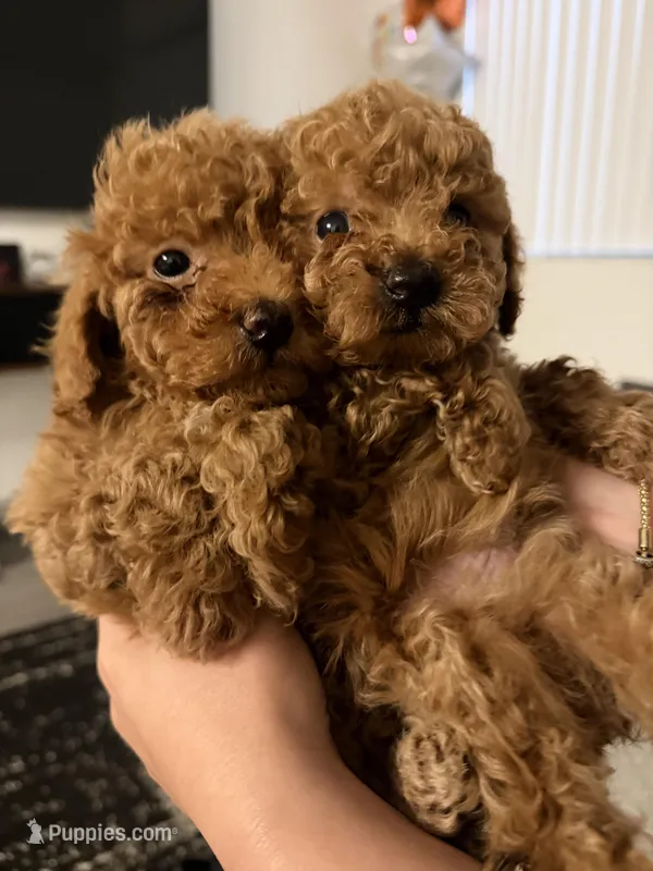 Kit Kat  – Poodle - Toy  puppy for sale in Kendall, FL