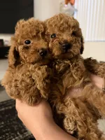 Kit Kat , a male Poodle - Toy  for sale in Kendall, FL – 1 of 1