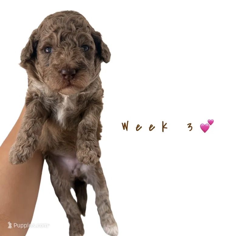 Trixie  – Goldendoodle puppy for sale in Kendall, FL