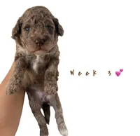 Trixie , a female Goldendoodle for sale in Kendall, FL – 2 of 4
