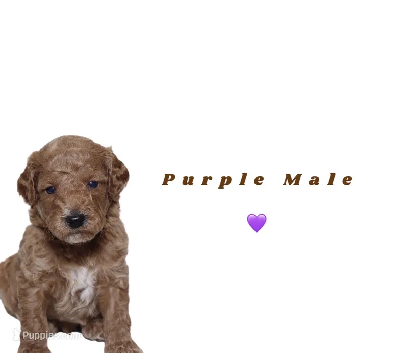 Purple  – Miniature Goldendoodle puppy for sale in Kendall, FL