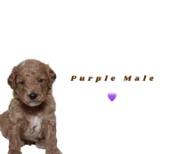 Purple , a male Miniature Goldendoodle for sale in Kendall, FL – 1 of 1