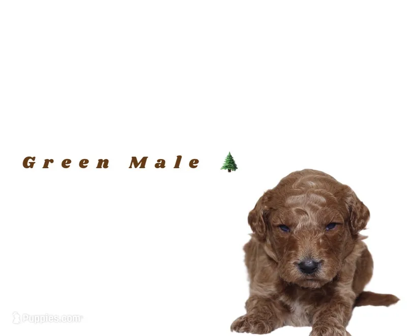 Green  – Miniature Goldendoodle puppy for sale in Kendall, FL