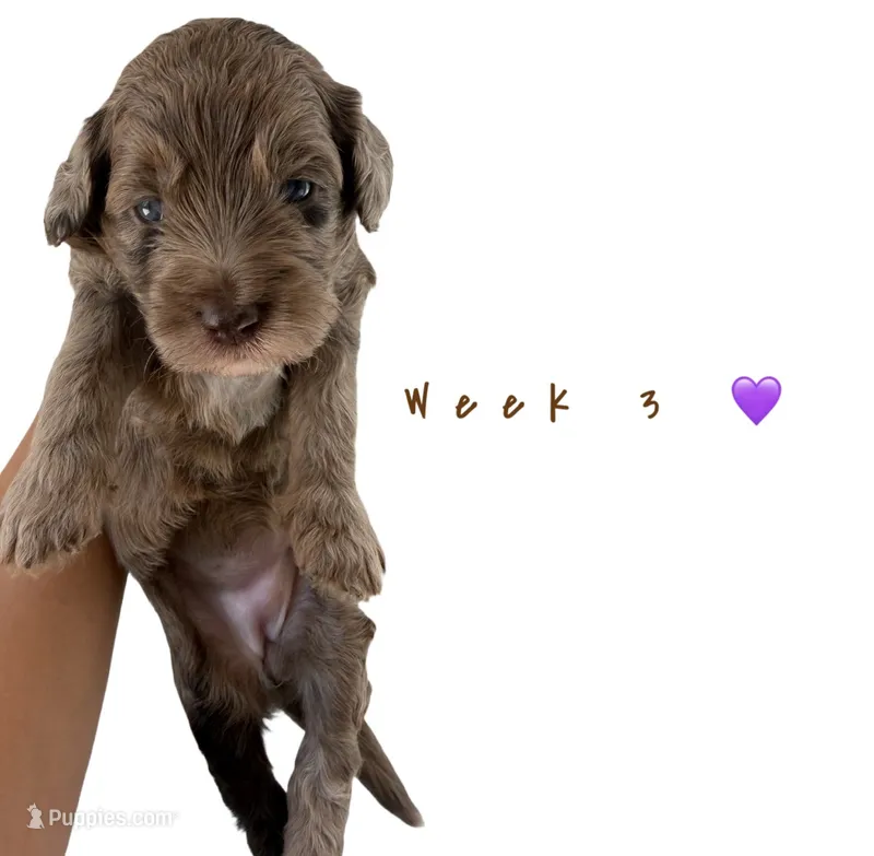 Willow  – Goldendoodle puppy for sale in Kendall, FL