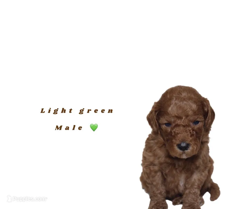Light green – Miniature Goldendoodle puppy for sale in Kendall, FL