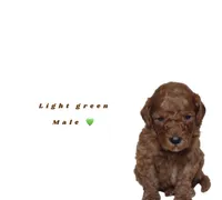 Light green, a male Miniature Goldendoodle for sale in Kendall, FL – 1 of 1