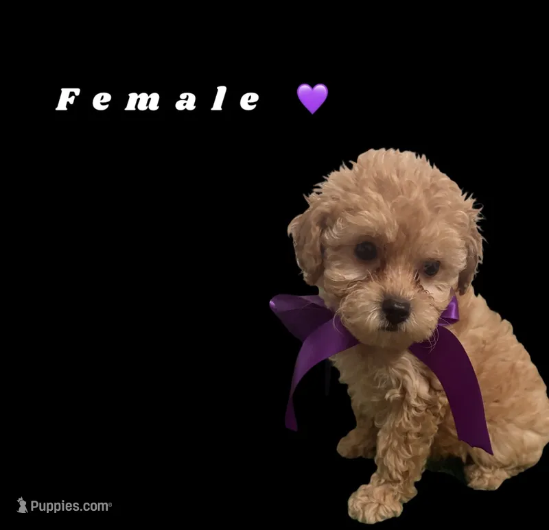 Purple  – Poodle - Toy  puppy for sale in Kendall, FL