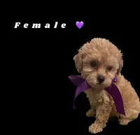 Purple , a female Poodle - Toy  for sale in Kendall, FL – 1 of 1