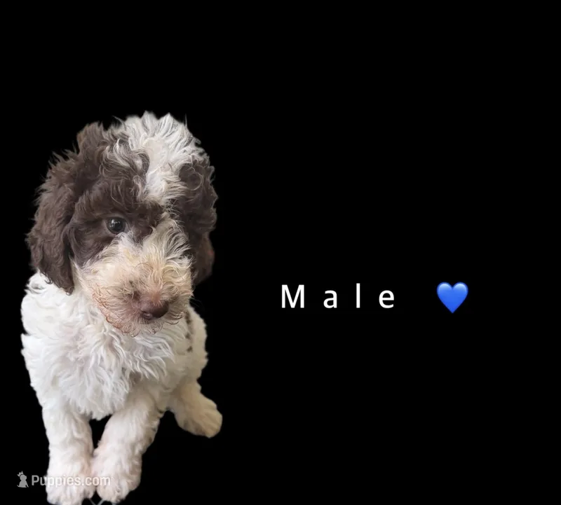 Twix  – Goldendoodle puppy for sale in Kendall, FL