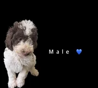 Twix , a male Goldendoodle for sale in Kendall, FL – 1 of 2