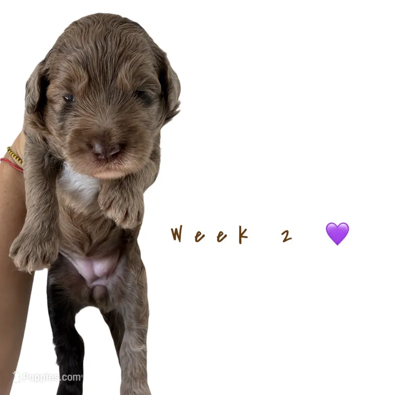 Willow  – Goldendoodle puppy for sale in Kendall, FL