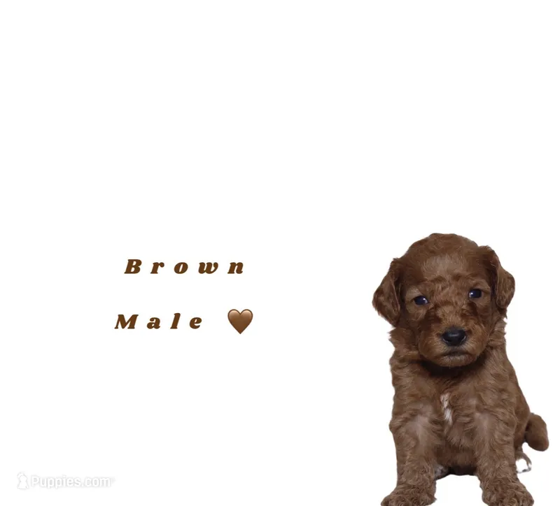 Brown  – Miniature Goldendoodle puppy for sale in Kendall, FL
