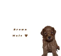 Brown , a male Miniature Goldendoodle for sale in Kendall, FL – 1 of 1
