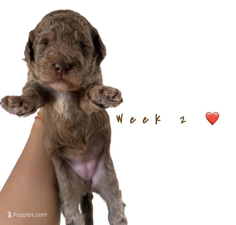 Trixie  – Goldendoodle puppy for sale in Kendall, FL