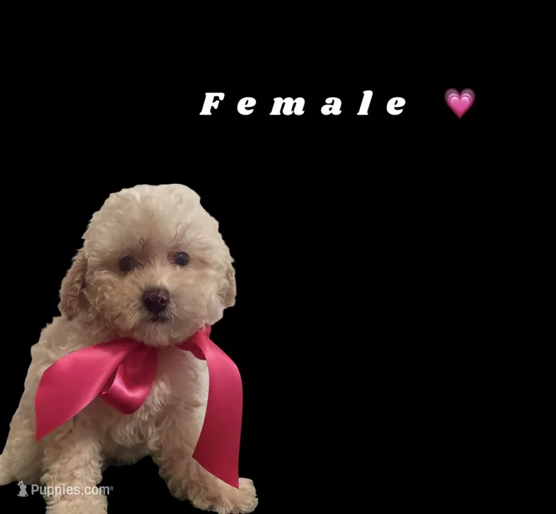 Pink – Poodle - Toy  puppy for sale in Kendall, FL