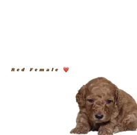 Red, a female Miniature Goldendoodle for sale in Kendall, FL – 1 of 1