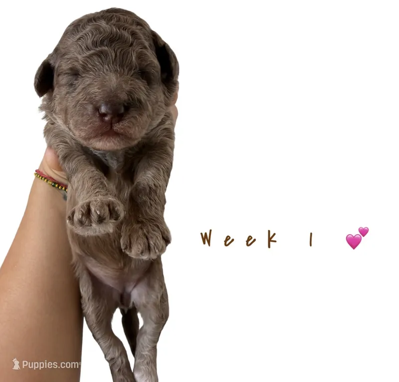 Trixie  – Goldendoodle puppy for sale in Kendall, FL
