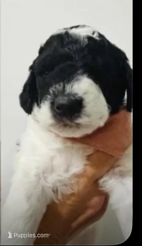 Ahoy – Goldendoodle puppy for sale in Kendall, FL